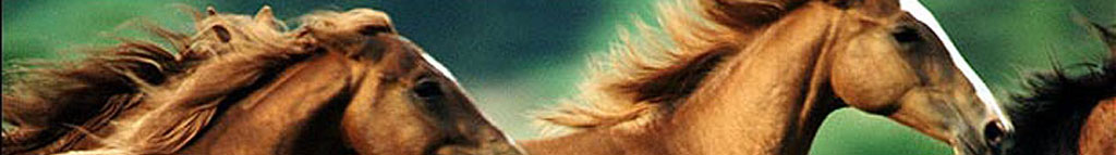 header graphic